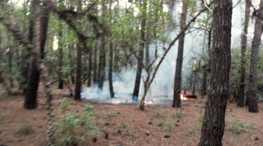 Personal municipal extinguió un principio de incendio en el Parque Miguel Lillo