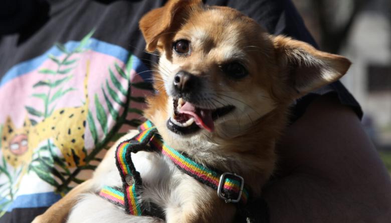 Un senador quiere que los estatales puedan faltar al trabajo ante la muerte de una mascota