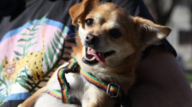 Un senador quiere que los estatales puedan faltar al trabajo ante la muerte de una mascota
