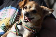 Un senador quiere que los estatales puedan faltar al trabajo ante la muerte de una mascota