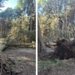 Se extrae un árbol del Circuito Aeróbico que fue derribado por los fuertes vientos
